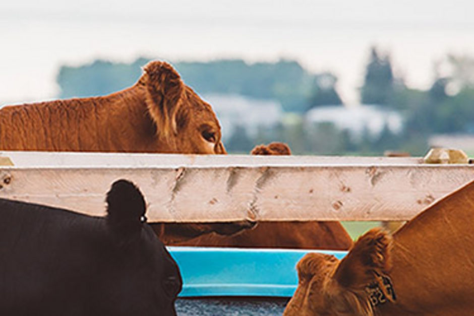 Several cows eating from pails