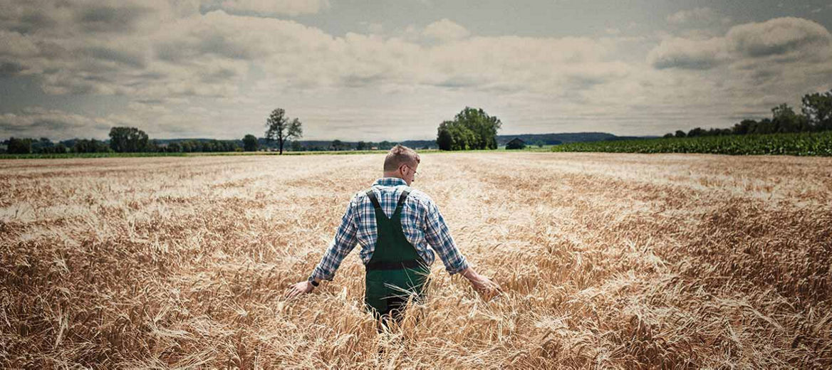 Landwirt geht durch Getreidefeld