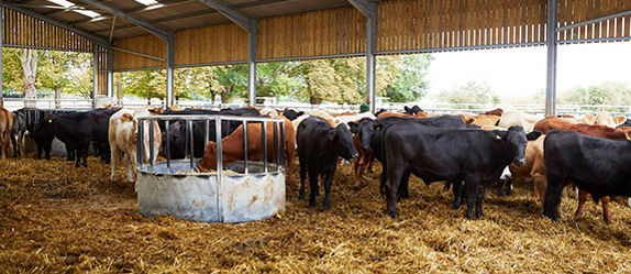 Herd of cows grazing on hay in a barn.