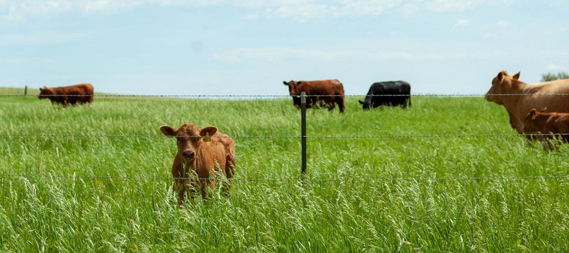 cattle grazing in field