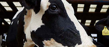 Picture of a dairy cow.