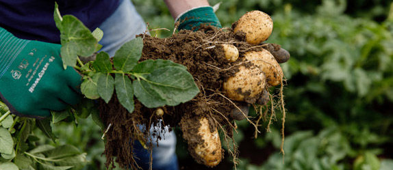 Onze aardappelen