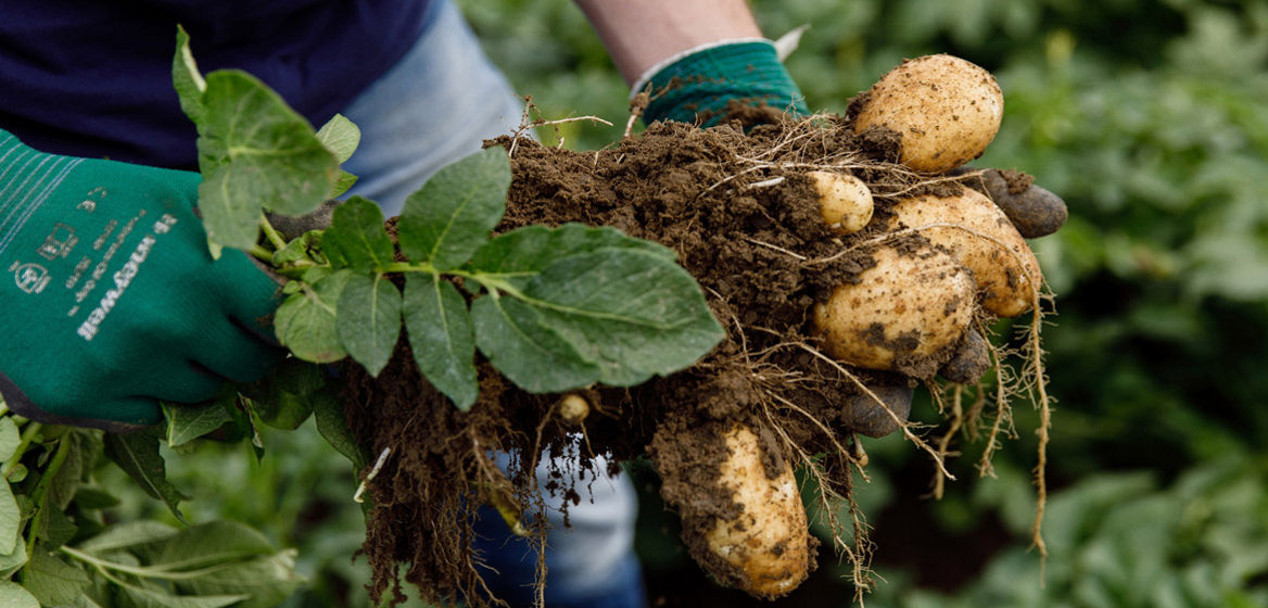 Aardappelen vers uit de grond