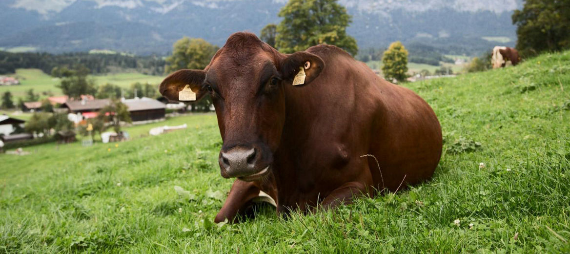 A cow grazing in a field