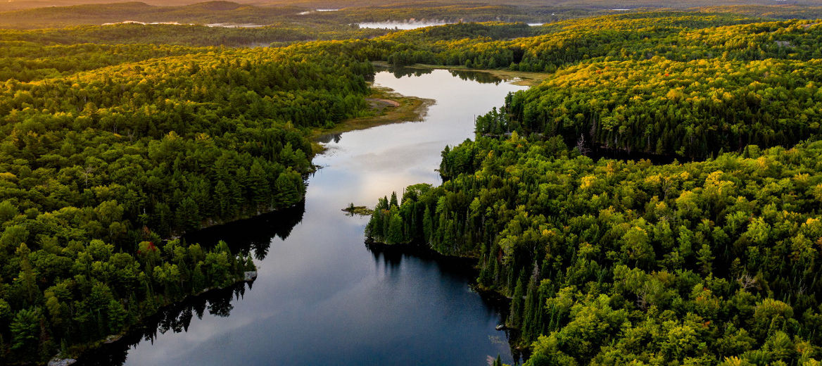 Forest with a river running through it