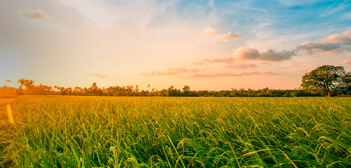 Nature view