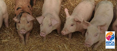 Four pigs with RSPCA logo.