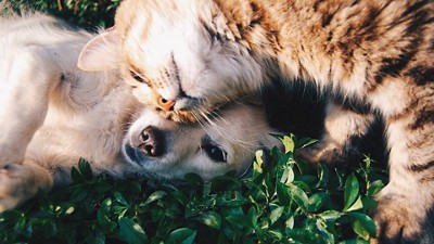 A cat and dog laying with each other in the grass