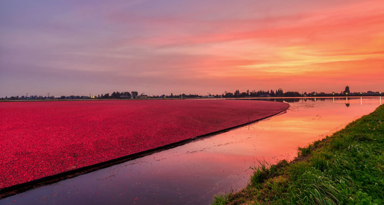 Fed Cut Hopes Rise, AI Leadership Shifts