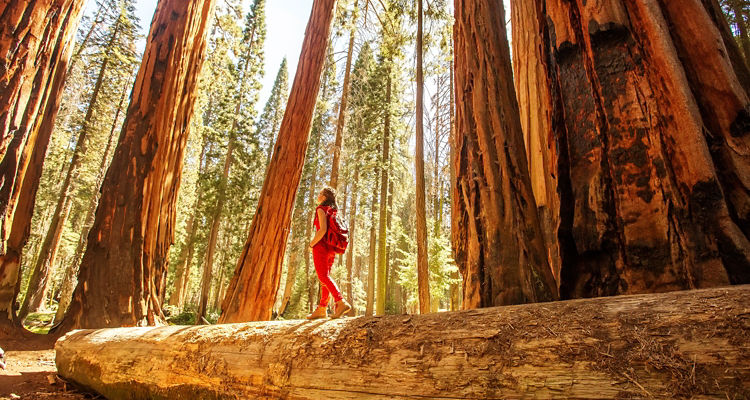 Finding Large Opportunity in Midcaps