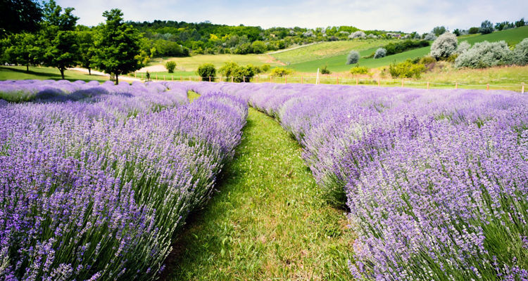 Though Shaky, Markets Welcome Ceasefire