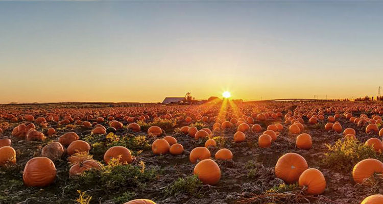 Trade Truce, December FOMC in Focus