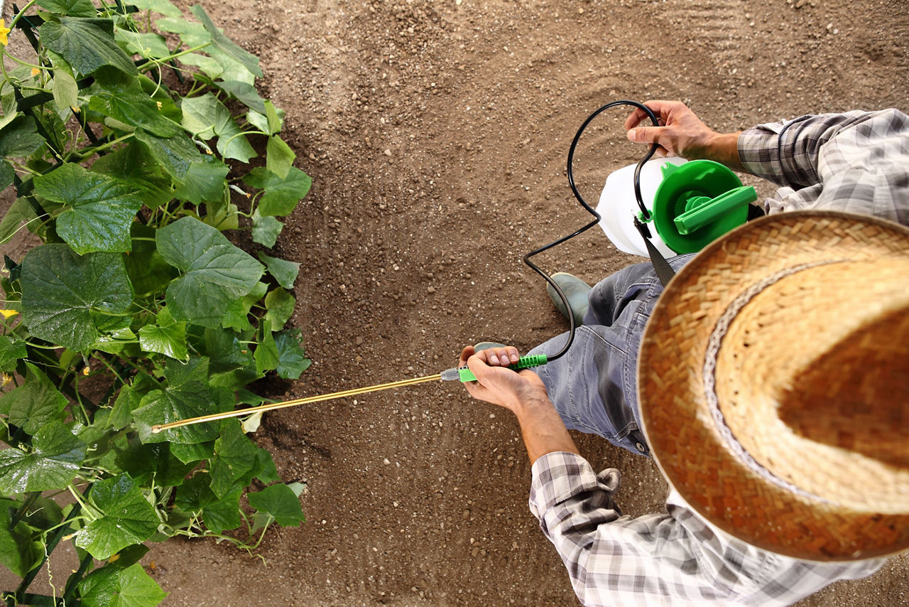 man farmer working in vegetable garden, pesticide sprays on plants, top view and copy space template
