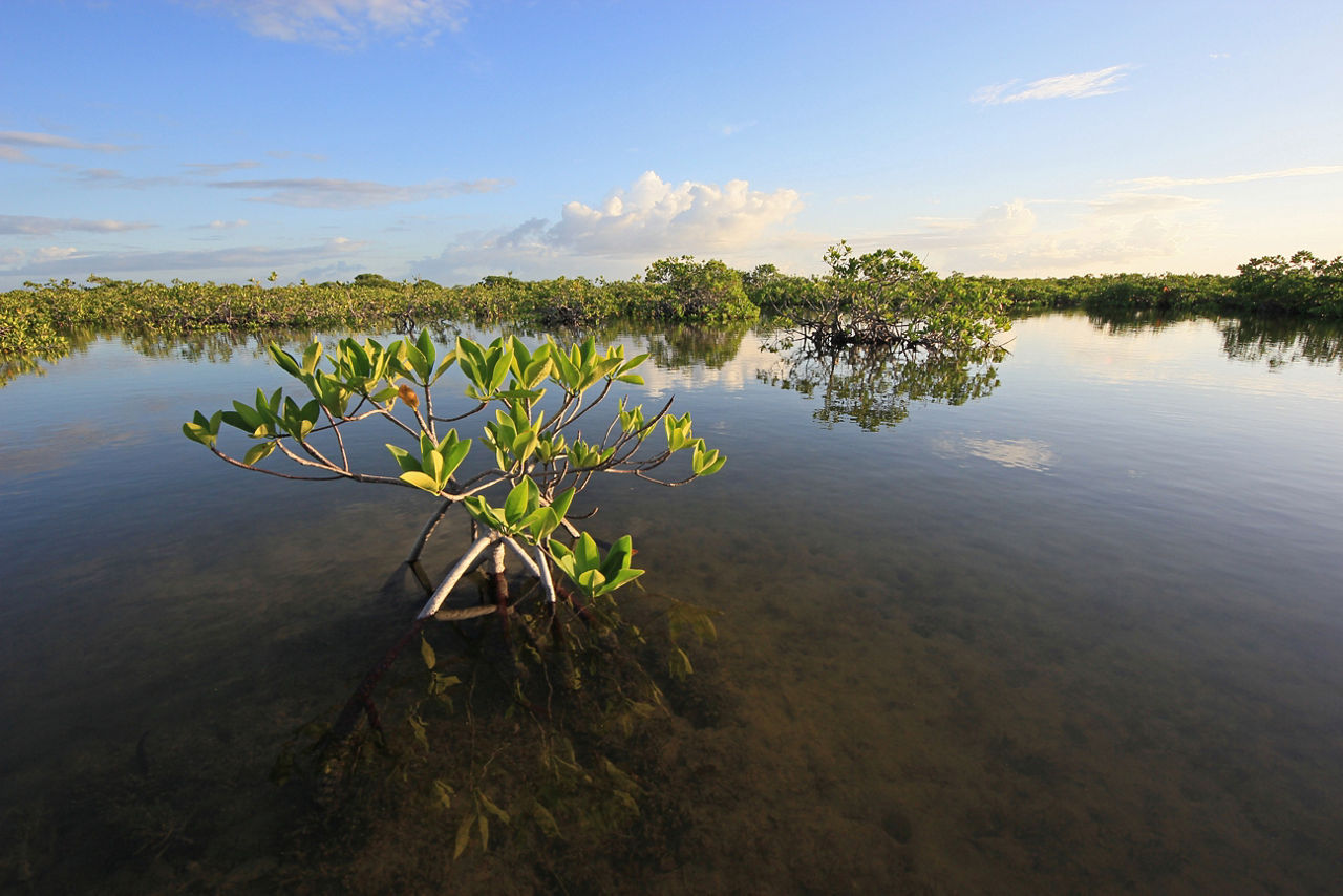 Mangrove trees off the Florida coast
