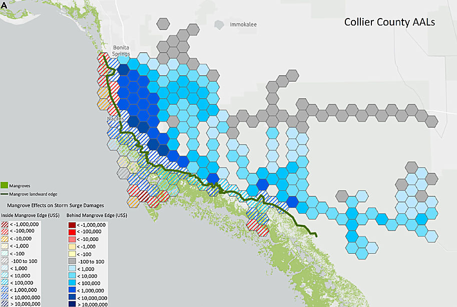 The effect of mangroves on AAL in Collier County.
