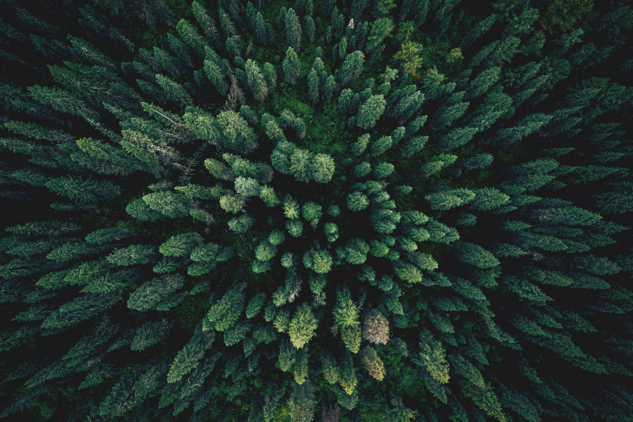 forest