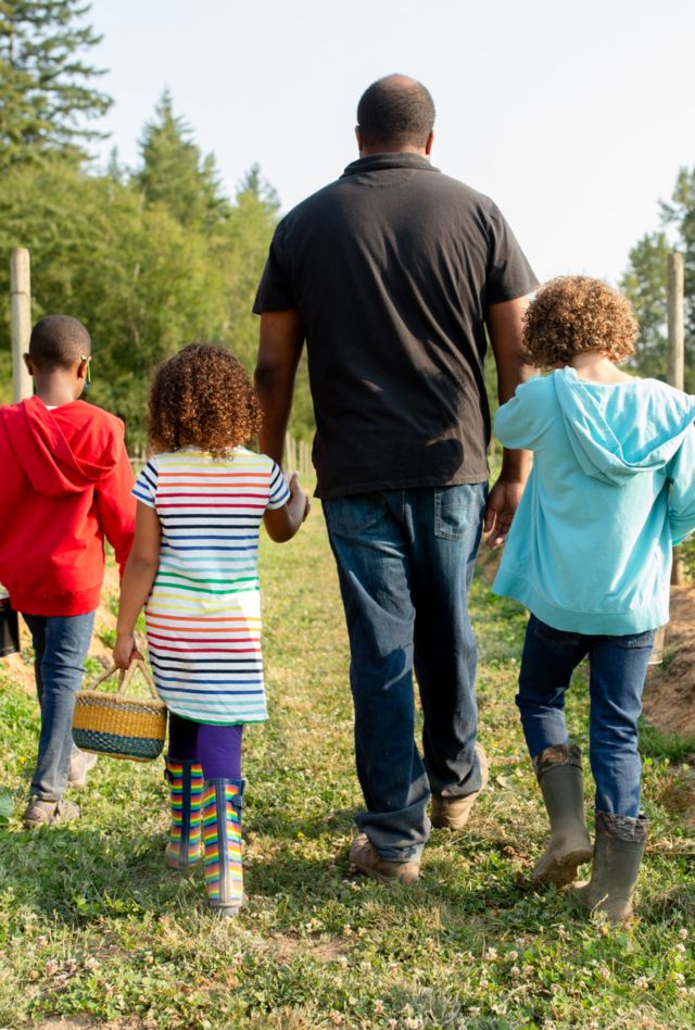 View from behind of dad and three children walking down blueberry row at a u-pick farm.