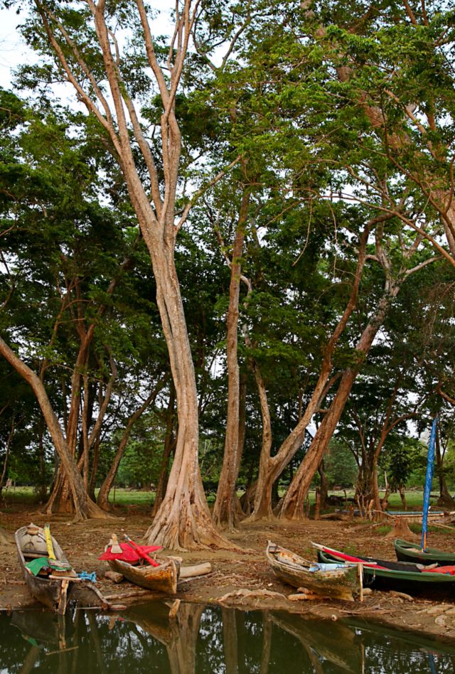 Fishing boats sitting amongst the trees on shore in Honduras