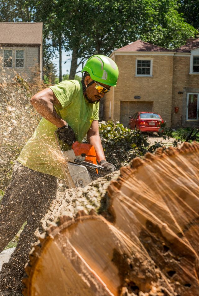 Worker cutting a log