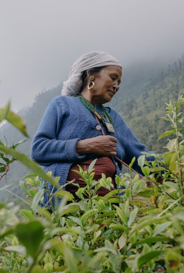Traditionally dressed Nepali elderly woman from Tamang people working in highland organic tea garden