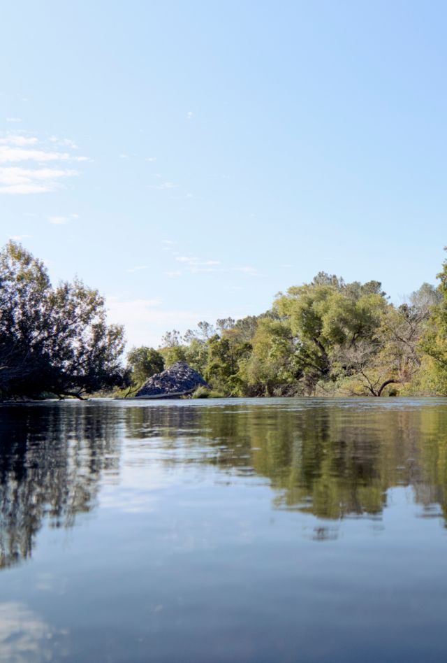 Fly Fisherman in mid summer fly fishs a Napa, CA County river.