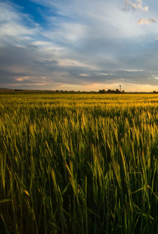 Sun sets over a field of crops.