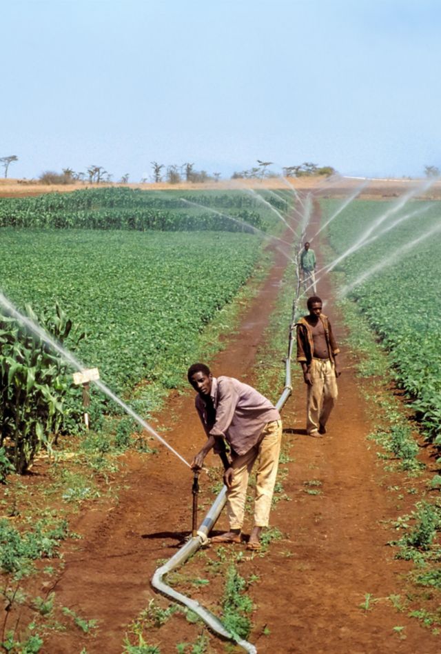 People in the middle of a field watering a crop