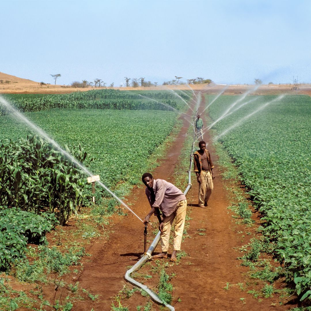 People in the middle of a field watering a crop