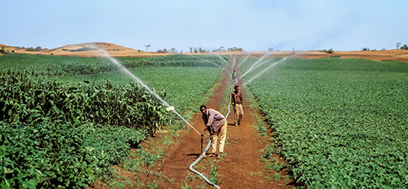 2T9B6TC Tanzania, Kilimanjaro;
Irrigation of bean crop in a large-scale agricultural breeding station for seed production.