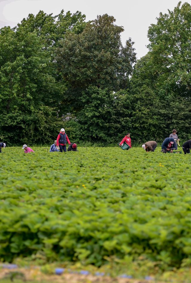 Workers pick strawberries in a field