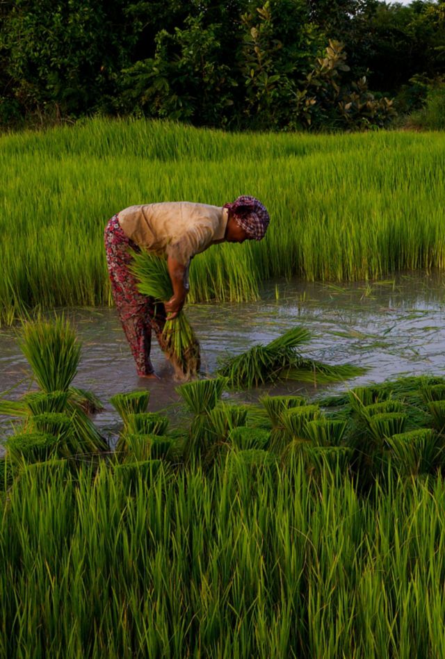 A lone Khmer woman planting a rice field wearing a krama (a traditional Cambodian scarf), Kampot Province, Cambodia. Aug. 2012. credit: Kraig Lieb