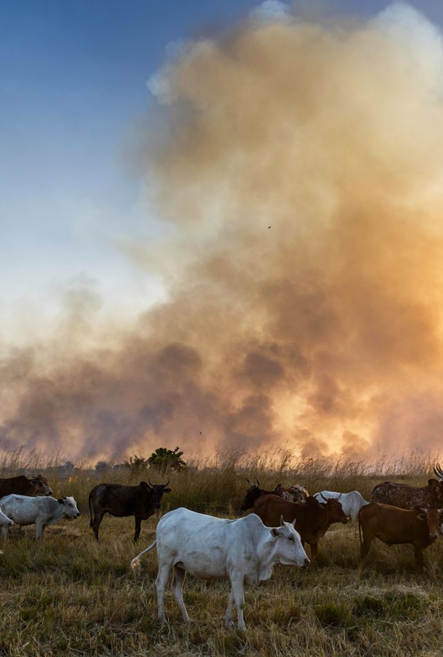 HDXJHF Shepherds of northern Ghana, herding their cattle during a fire, Ghana