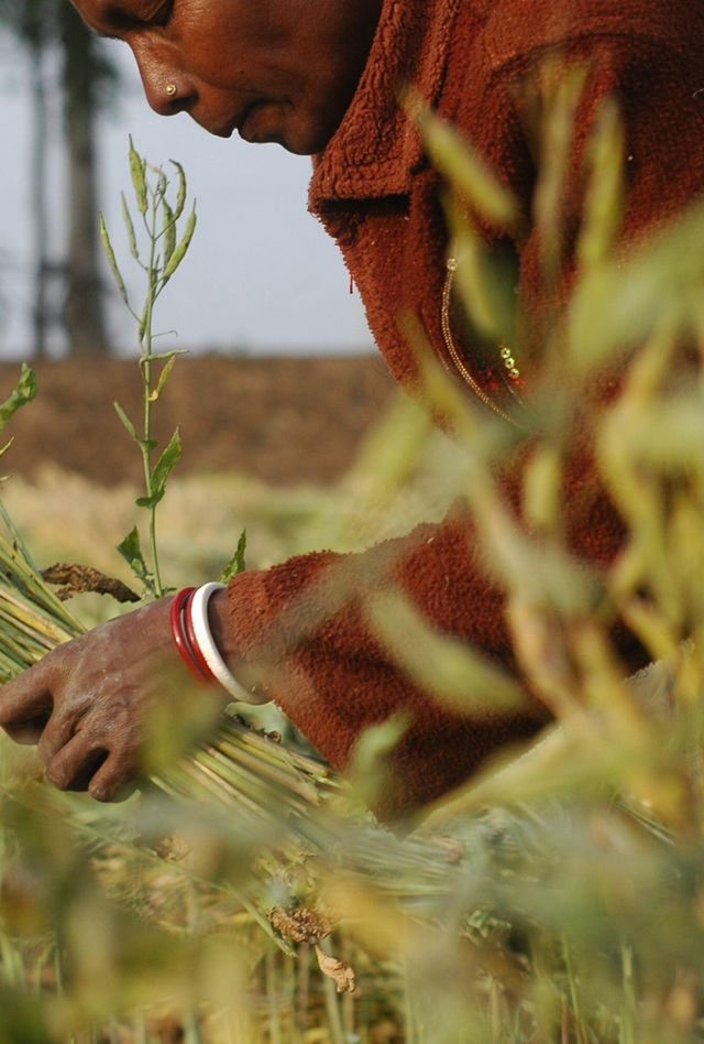 An indigenous farm worker harvests plants in a field