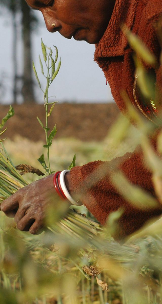An indigenous farm worker harvests plants in a field