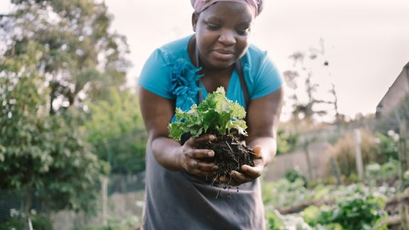 A female farmer with dark skin picks fresh lettuce on her farm