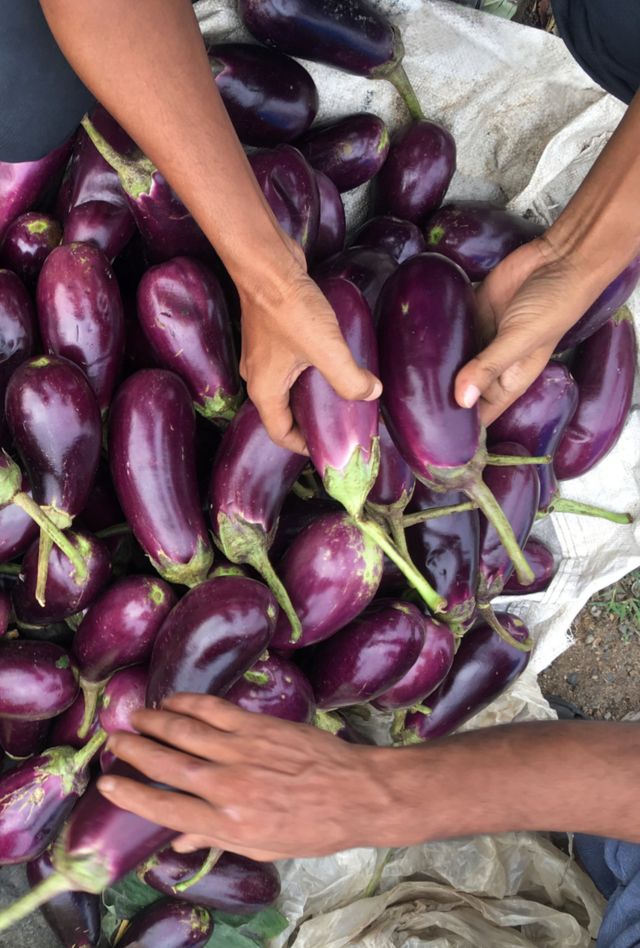 Overhead view of hands sorting an array of vegetables on a table