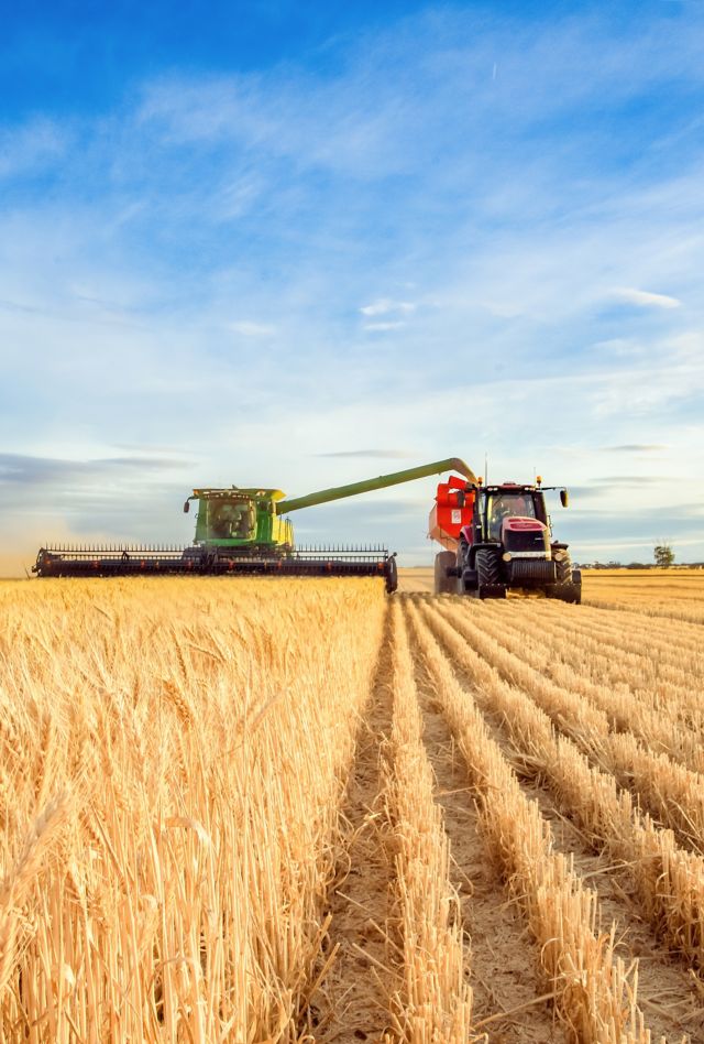 Harvesting machine approaching with the foreground of golden wheat