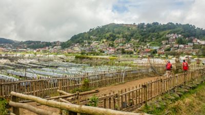Strawberry Farm in Latrinidad, Baguio, Philippines is tourist destination where visitors can pick strawberries for a fee. Taken on October 2016.