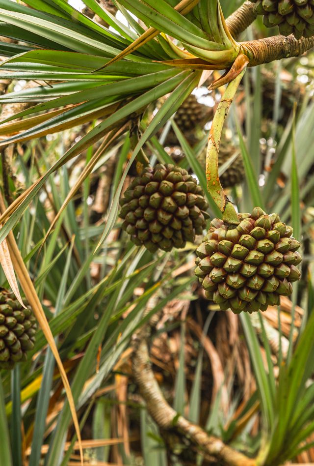 Frutta di  Pandanus tectorius sui rami dell'albero