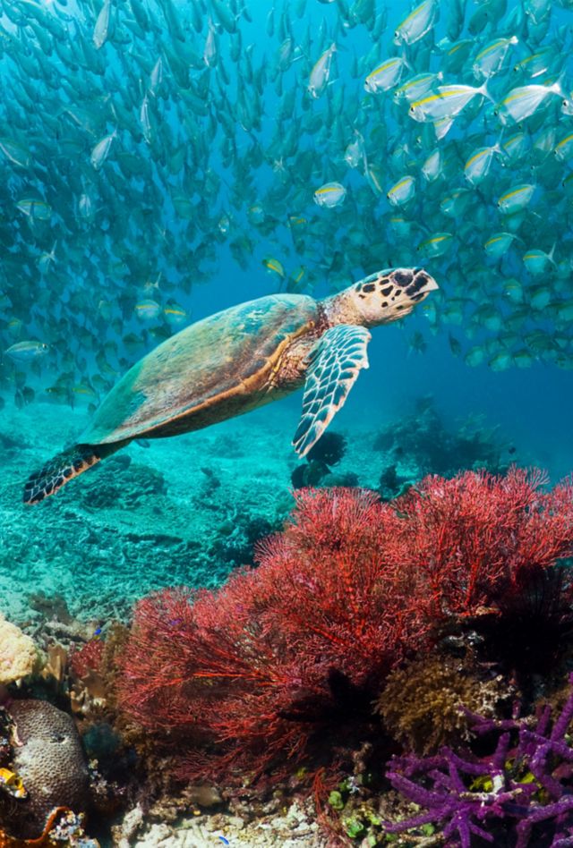 Sea turtle and school of fish swimming above a coral reef