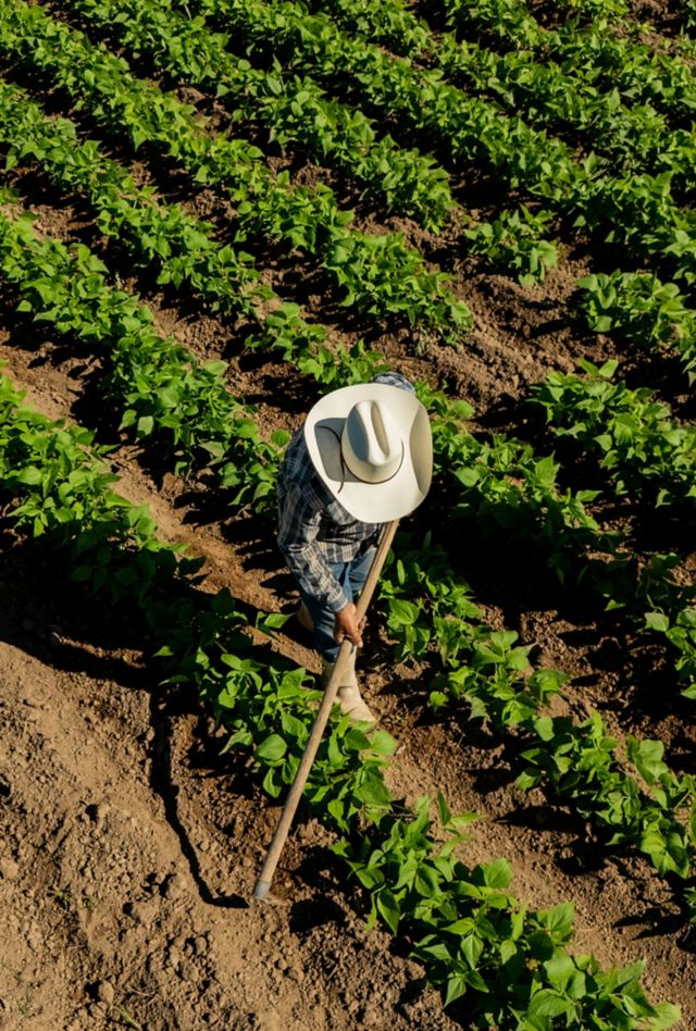 Farmers working at agricultural field