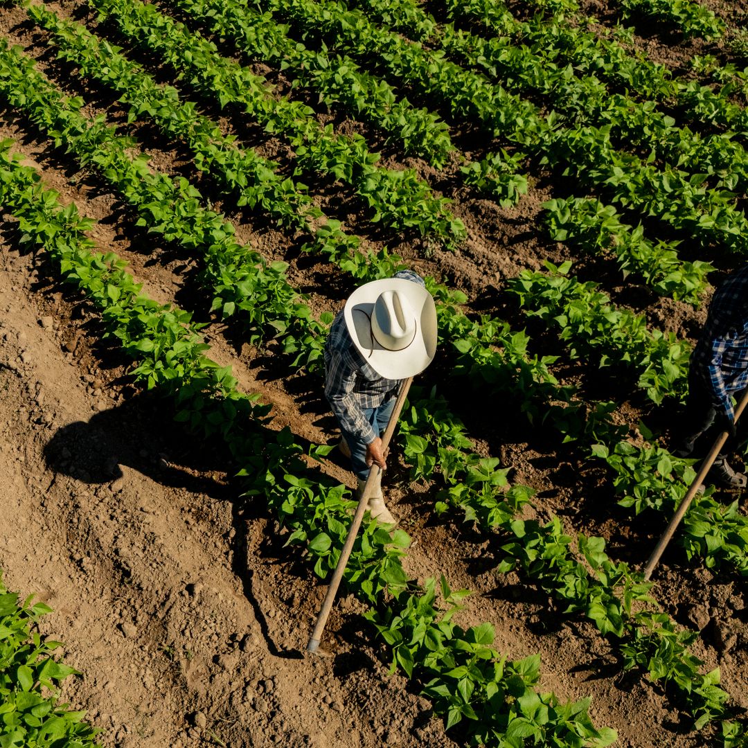 Farmers working at agricultural field