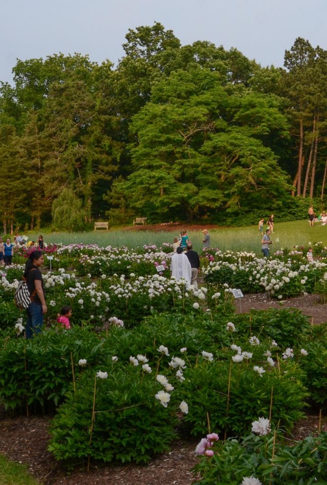 FGNAGW ANN ARBOR, MI - JUNE 9:  People enjoy the peony garden at the University of Michigan s Arboretum in Ann Arbor on June 9, 2015.