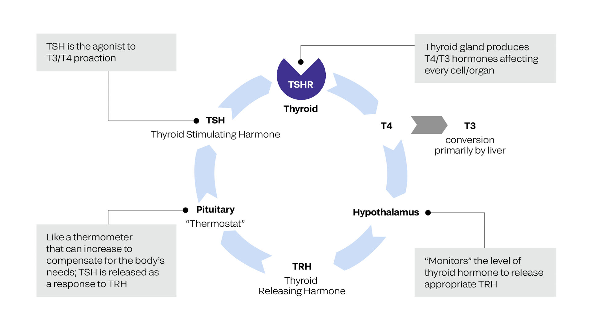 Normal thyroid function