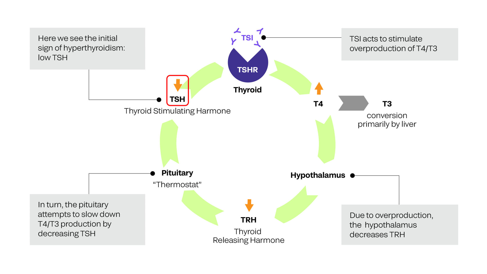 Placenta DiagramEffects of TSI – patients with Graves’ disease