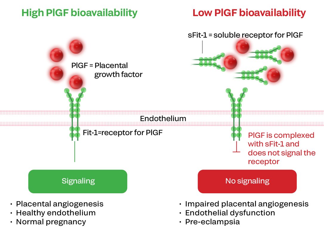 Bioavilabilty