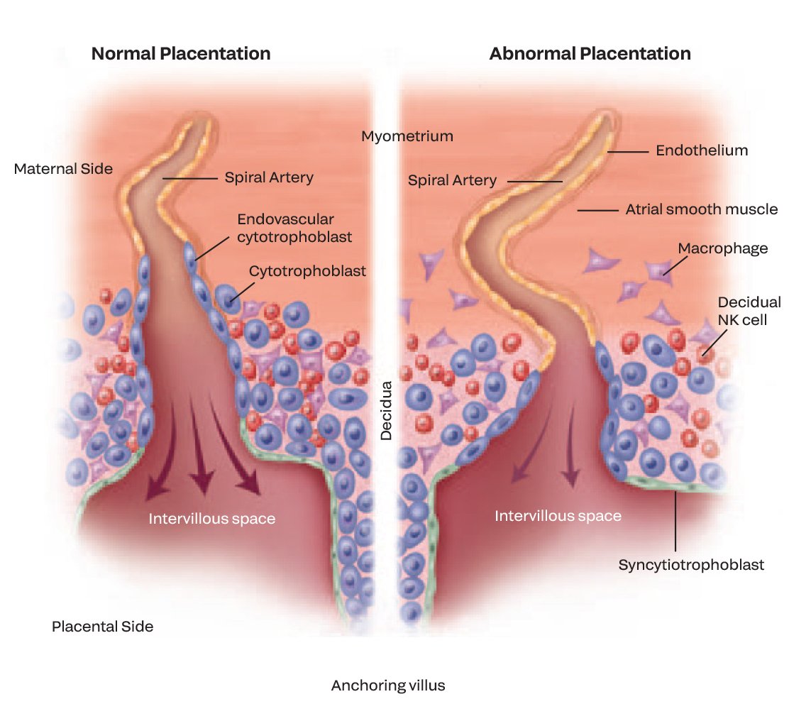 Placenta Diagram