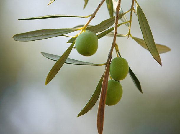 photo of Aggraria olives