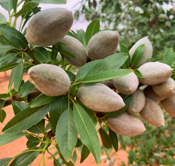 photo of avocados on the tree