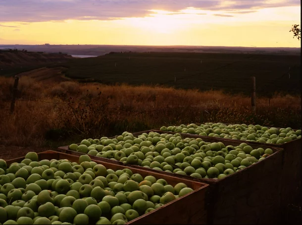 Trois caisses de pommes devant un champ au coucher du soleil.